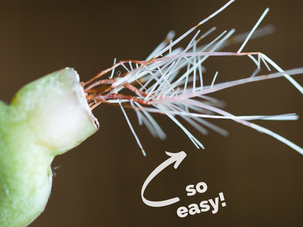 How to Propagate Succulents in Water