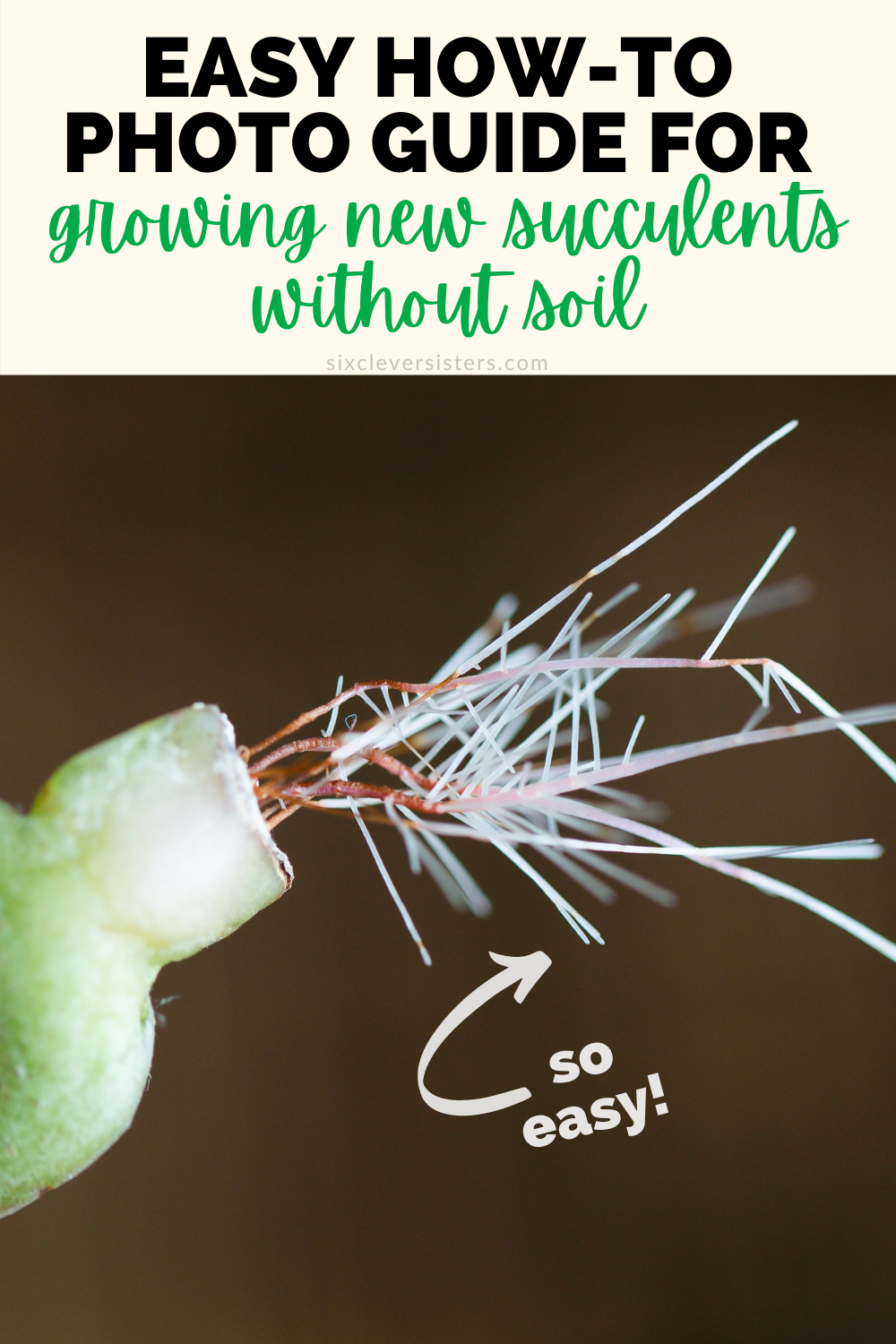 How to propagate succulents in water | How to propagate succulents step by step | how to propagate succulents jade plants | How to propagate succulents fast | Succulents how to propagate | Photo step-by-step directions and tips on the Six Clever Sisters blog!