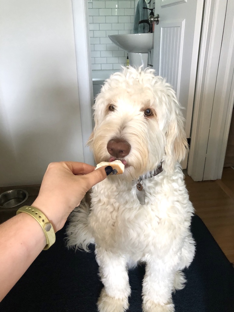 Healthy Homemade Dog Treats | Frozen Dog Treats | Healthy Dog Treats | Homemade Treats for my Dog | Blueberry Frozen Dog Treats | Peanut Butter Dog Treats | Easy Healthy Dog Treat Recipe | Looking for a healthy dog treat recipe for your pup? This one is a simple three-ingredient recipe with no added sugars and makes a tasty cool treat for your pup in the summer. Find the recipe at SixCleverSisters.com.