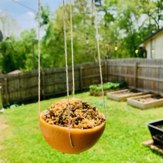 No-Bake Blueberry Cheesecake