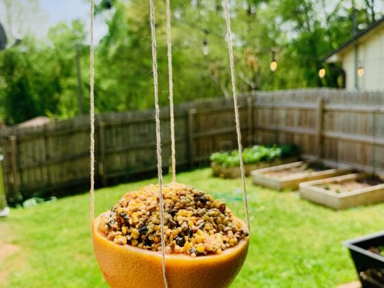 Easy Bird Feeder Craft
