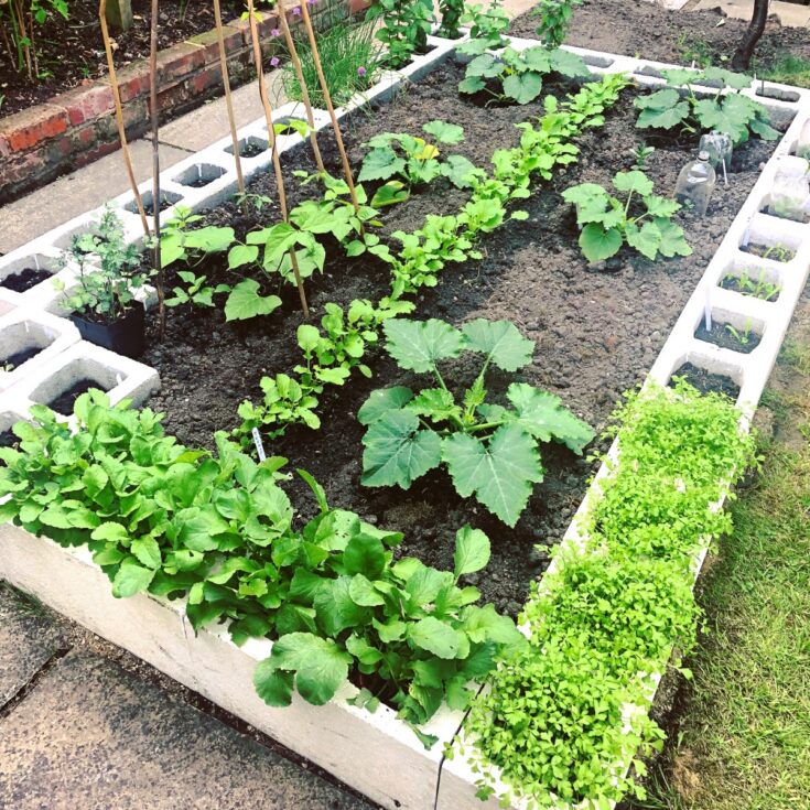 Image for Vegetable Bed from Concrete Blocks