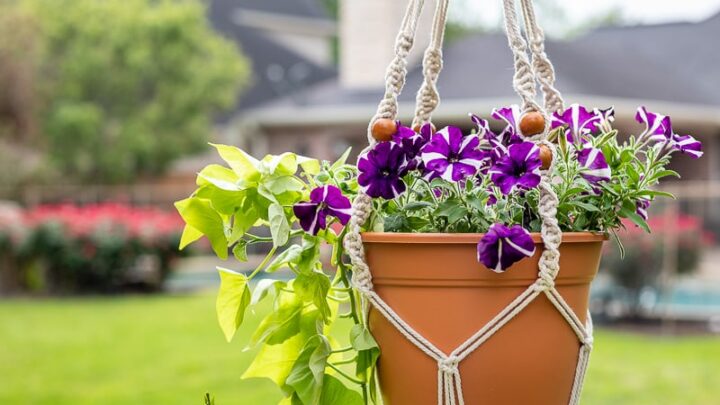 Image for Plant Hanger #18